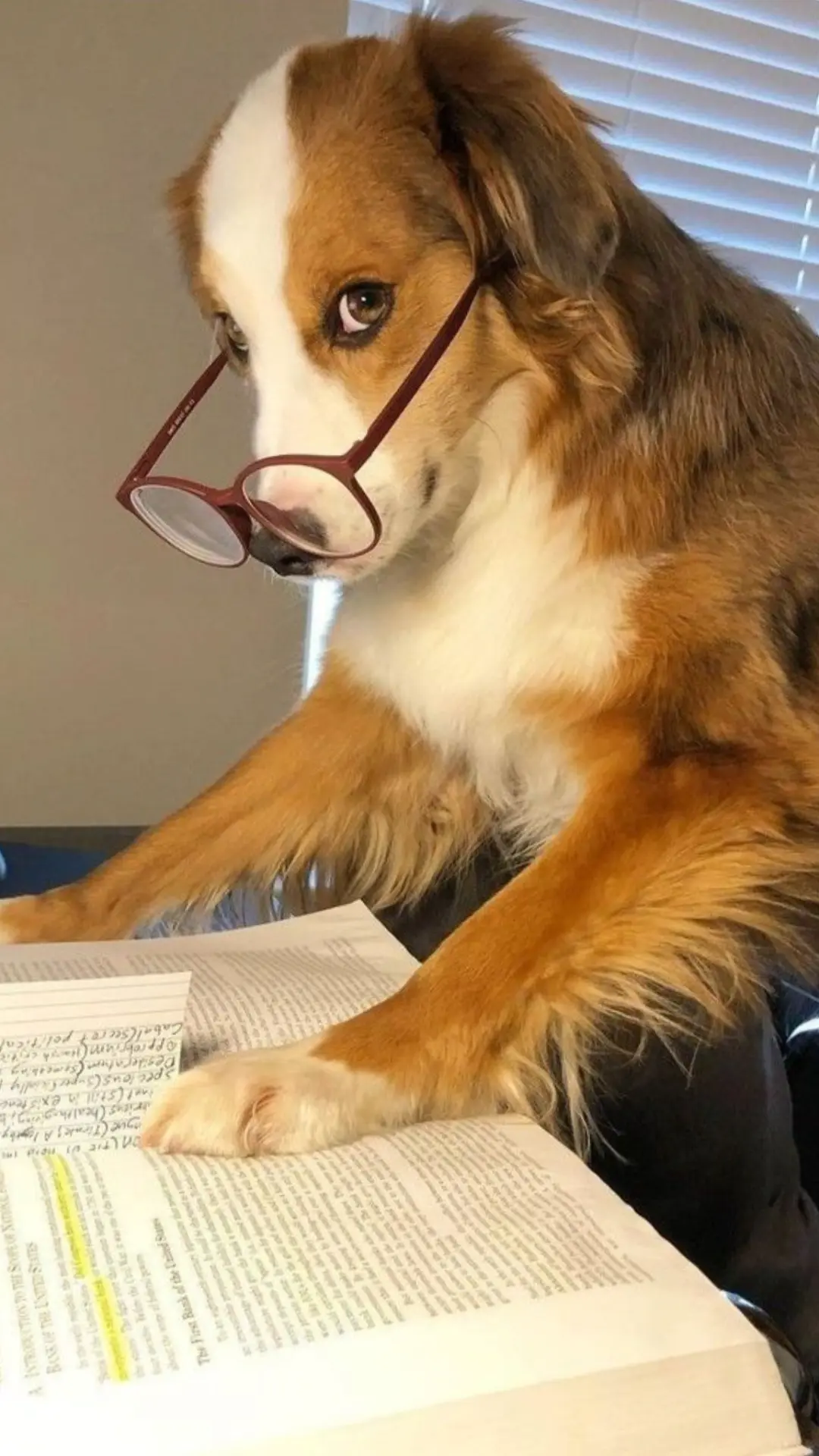 A dog wearing reading glasses working through a thick book of dense text, page after page