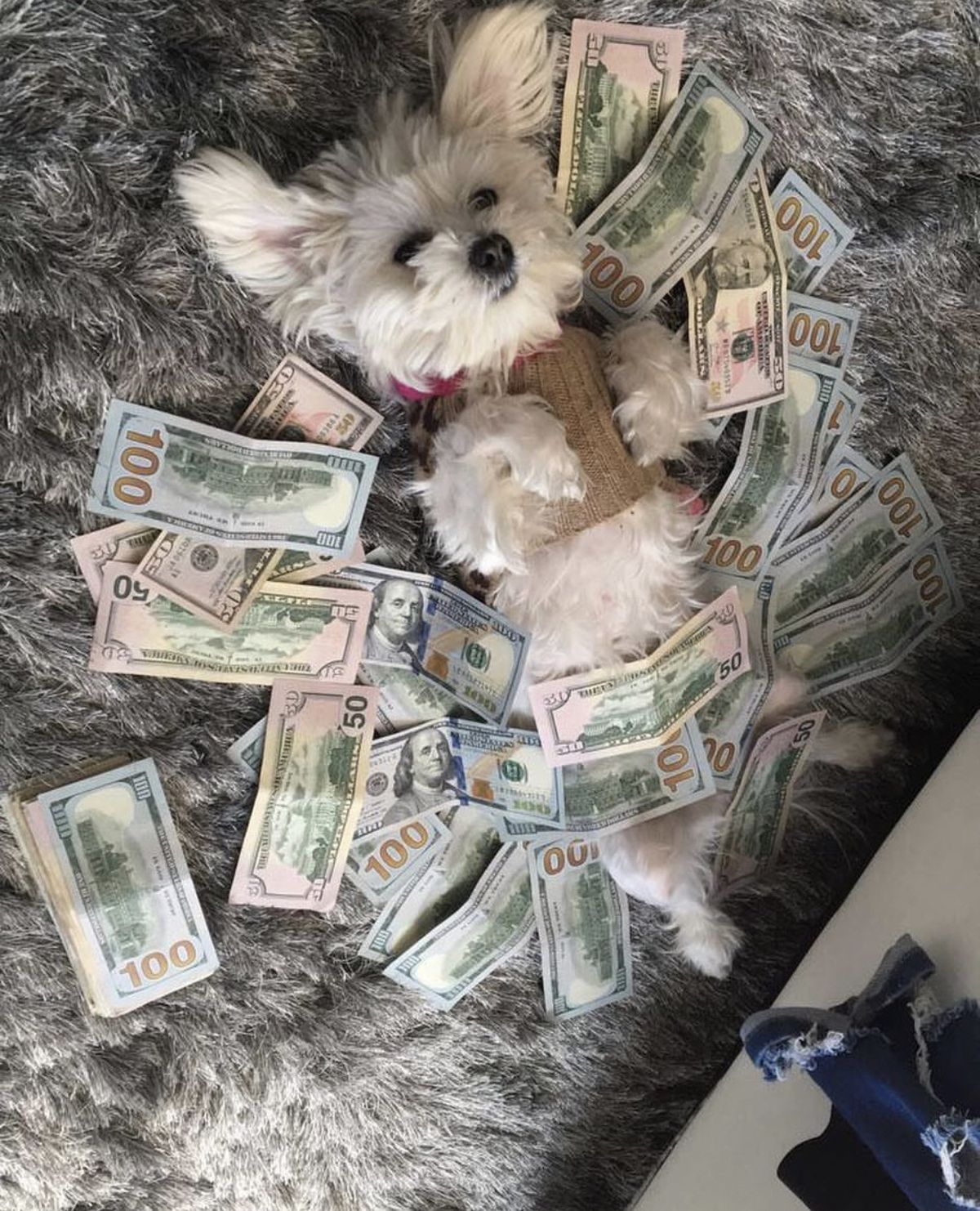 A small white dog resting comfortably on a spread of banknotes.